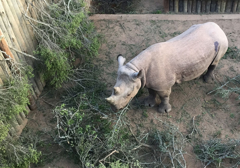 Mort de deux des six rhinocéros noirs réintroduits au Tchad