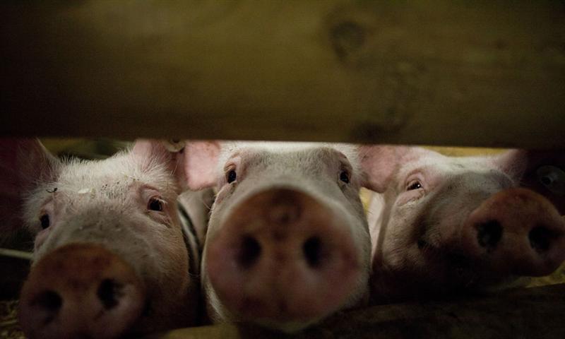 Elevage / Chasse : de nouvelles mesures de prévention de la peste porcine