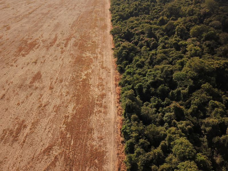 Brésil: La déforestation de l'Amazonie atteint un record en avril