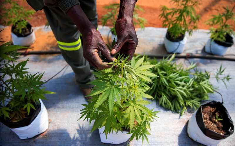 Les agriculteurs zimbabwéens espèrent profiter du boom du cannabis thérapeutique