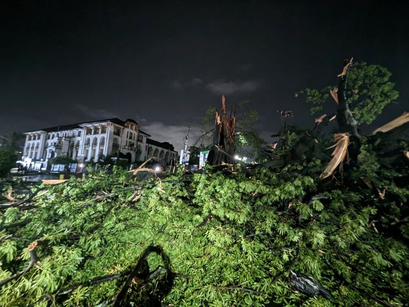 L'arbre à coton historique de la Sierra Leone, symbole de liberté, abattu lors d'une tempête