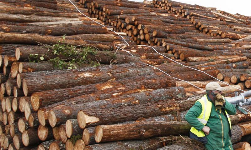 Investissements forestiers : l’impact carbone semble sous-évalué