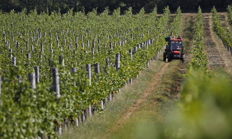 Groupements fonciers viticoles : un statut fiscal à part !