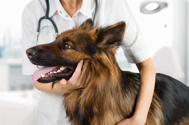 Assurance chien : les questions à se poser pour bien la choisir