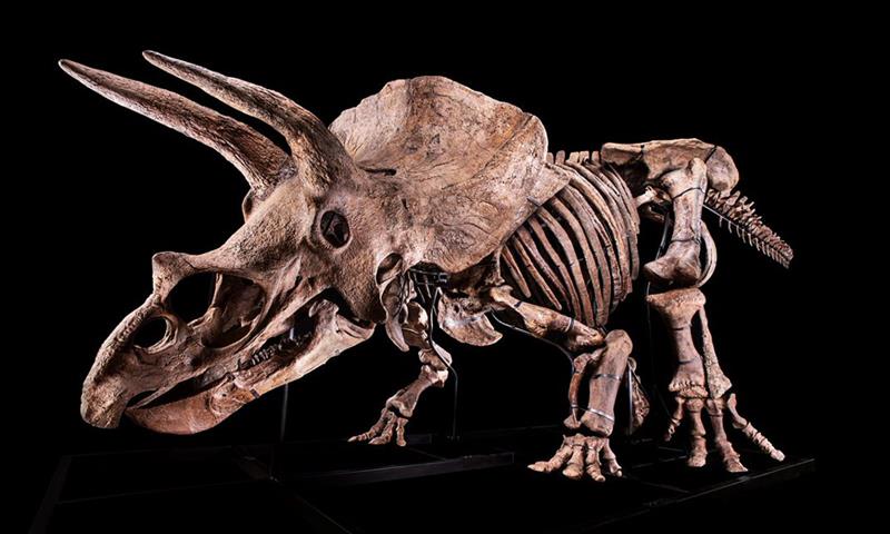 Un fossile de dinosaure géant à découvrir ou à acheter à Paris