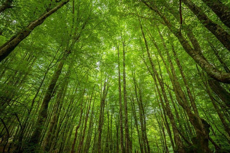 Groupements Forestiers : un intérêt fiscal renforcé jusqu'à la fin de l'année