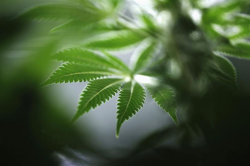 Le Canada légalise le cannabis, la Bourse approuve !