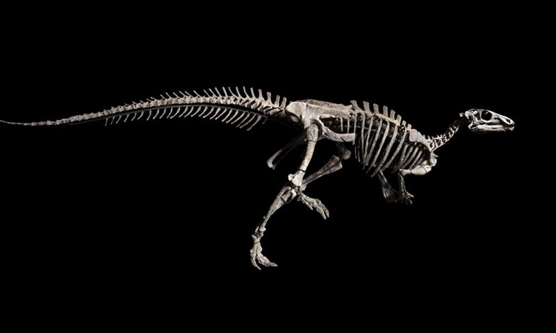 Zéphyr, un nouveau fossile de dinosaure prochainement aux enchères 